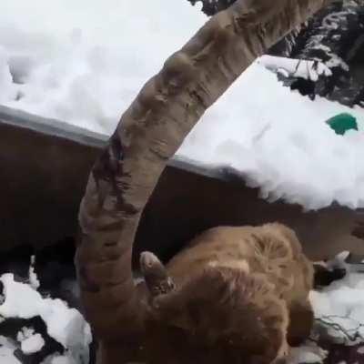 A man helps free an ibex after their horn was stuck in ground