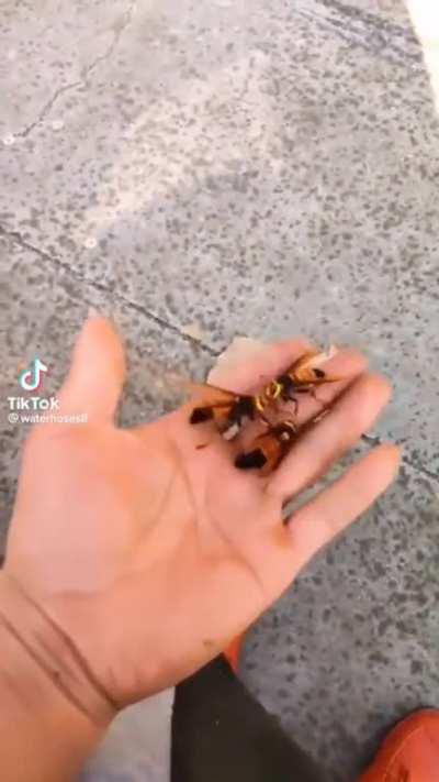 What type of insect is this? They look like wasps but I'm not sure beyond that. Can't find the original post anymore unfortunately.