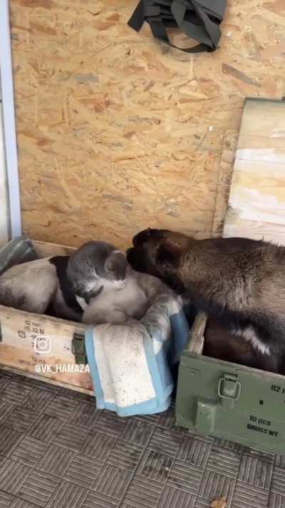 the many sides of war❤️🇺🇦