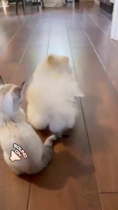 Rollover? It's gonna be a GREAT one