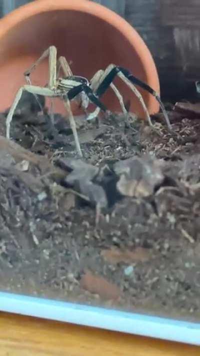 Ever seen a wolf spider clean it’s feet? I’m setting little dude free today, but this video of him just cleaning his toes slayed me.