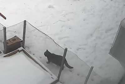 This cat walking in its own footsteps