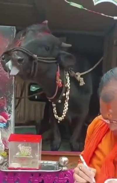 Brahmin, the cursed deity..