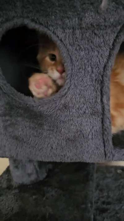 1OBC in his house 🤣