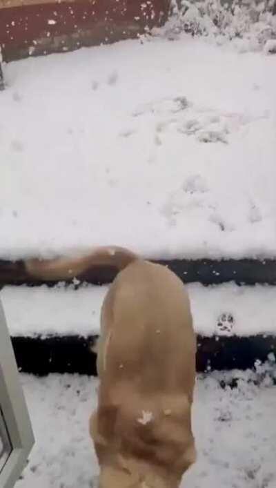 That’s a big NOPE for the doggo