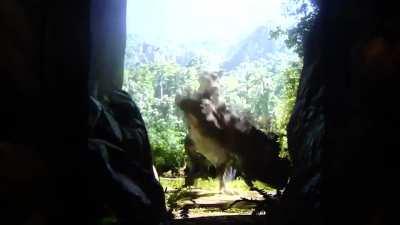 Tyrannosaurus territorial behavior