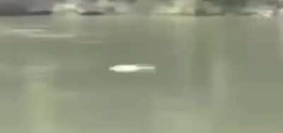 He’s skilled indeed