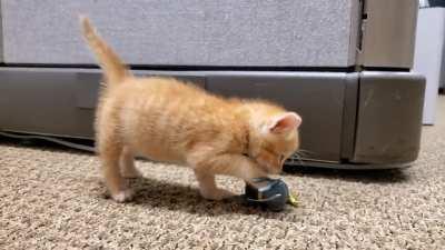 Smol Penny the last time I smuggled her into work.