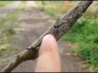 The incredible camouflage of this