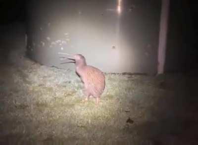 Kiwis are Weird. Absolutely weird. WTF 