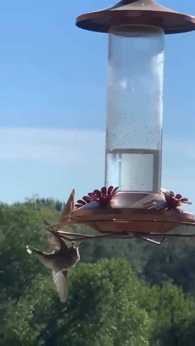 🔥 mantis gets a hummer 🔥