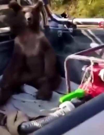 Bear Filmed Tripping on Hallucinogenic Honey