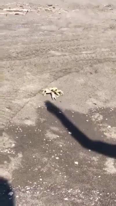 the shadow is dominating the animal