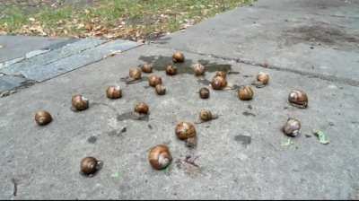 Snail Walkover 💜💜💜