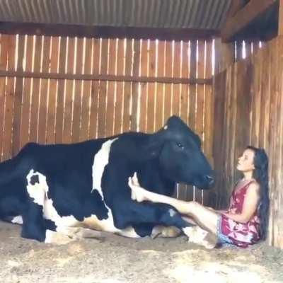 Cow singing along with deep moo moos