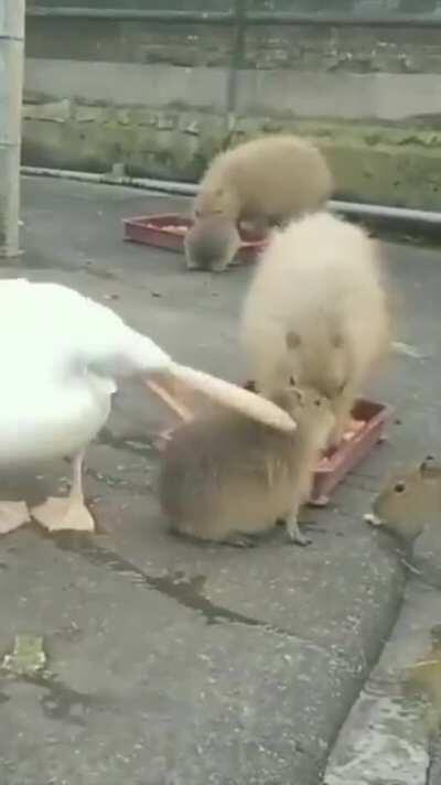 Realizing he can't eat an entire Capybara