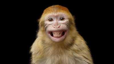 God on creating Apes