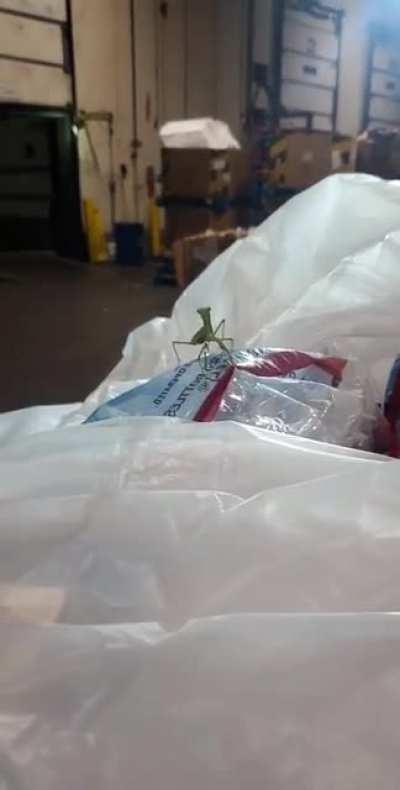 Mantis was not playing today