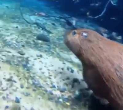 Me escaping Cayo perico with $2,103,918