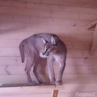 floppa do b lookin chill tho 😳