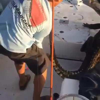 Alligator in the boat