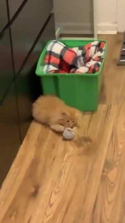 Can’t wait to meet my friends new kitten.