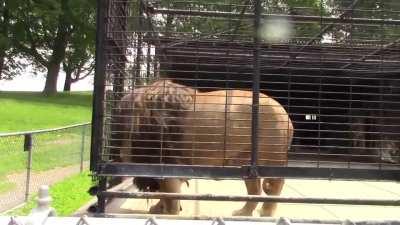 Messing with a caged lion