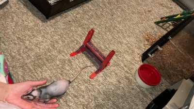 My adorable pet rat Chickpea is learning to combine fetch with jumping a hurdle!
