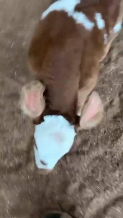 Look at those ears! 🐮😍
