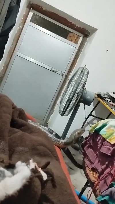 King cobra entered a house in Uttarakhand,India