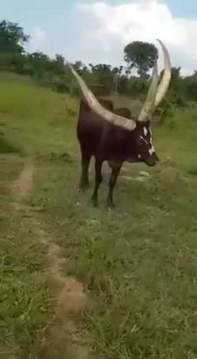 A 3-horned bull found in Uganda.