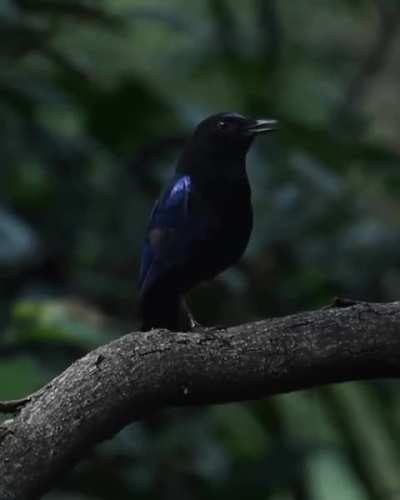 🔥This Malabar whistling thrush (Myophonus horsfieldii) is most vocal in the early morning, filling the jungle with its melody