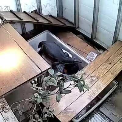 Men gets eaten by a big freaking lizard monster!