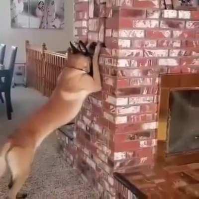 Dog counts, girl hides 😂😂😂