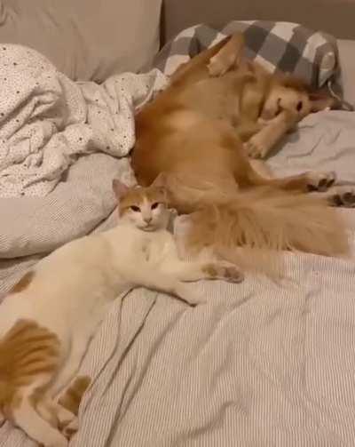 Dog will pay for that later