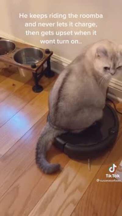 Kitty likes the roomba