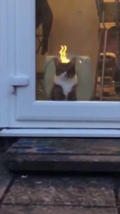 While cats have the reputation of sleeping most of the time, most cats are quite aggressive thinkers. This can sometimes result in overheating of neural pathways resulting in spontaneous but short-lived combustion. Rarely does it harm the cat.