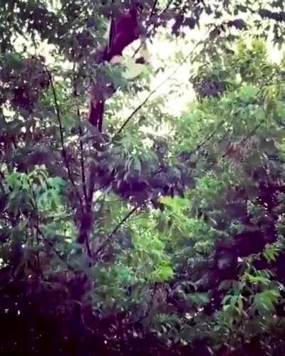 HMFT after playing frisbee in a tree.