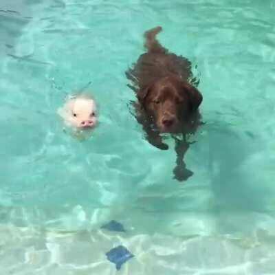 Hank and Gonzo swimming together
