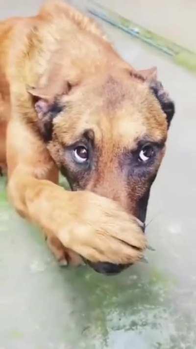 I can't go for a walk with that smell near my snout.