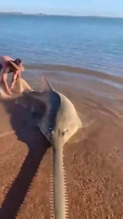 Береги ноги, Сеня!