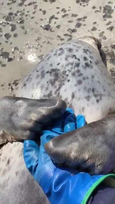 🔥 Giving the seal of approval 🔥