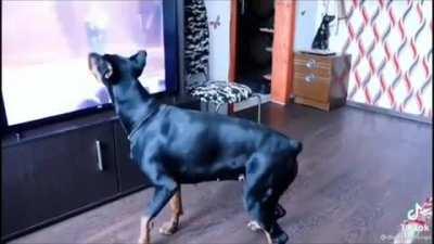 Dog dancing to Michael Jackson's song.