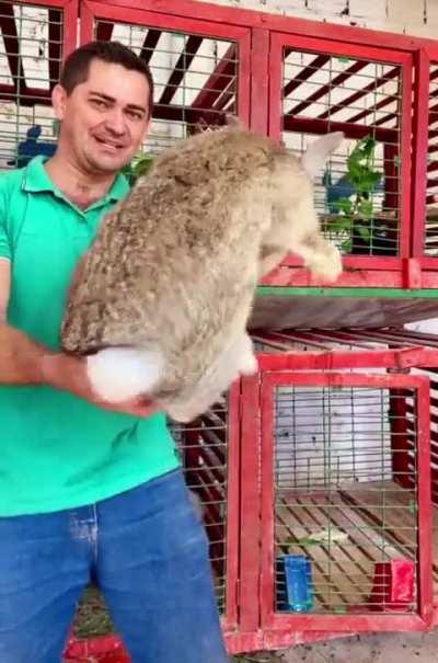 Absolute big cute bunny 