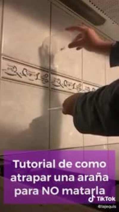 tutorial de como atrapar una ara&ntilde;a (mirarlo completo)