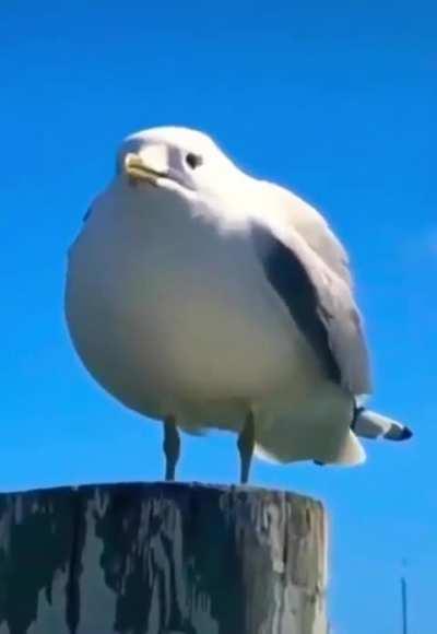 Grito agudo (bajar volumen)