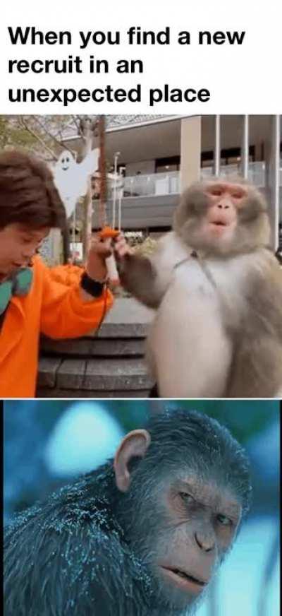 Not an ape, but I’ll make an exception