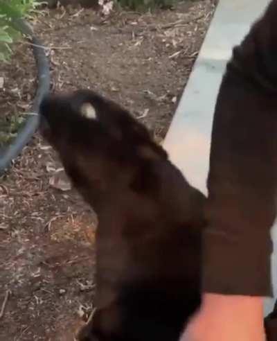 Striking the perfect deal with your demon