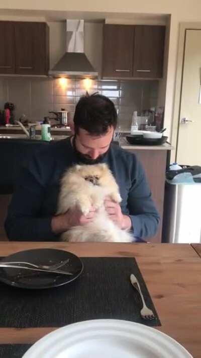 My boyfriend who refused to let us get a little dog for 3 years out of fear it would be ‘so small it would be embarrassing to walk’. He now takes her to work with him...