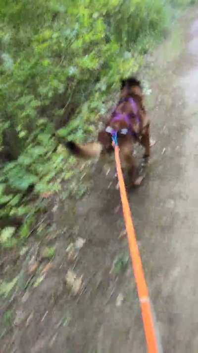 New harness from Nooksack arrived today